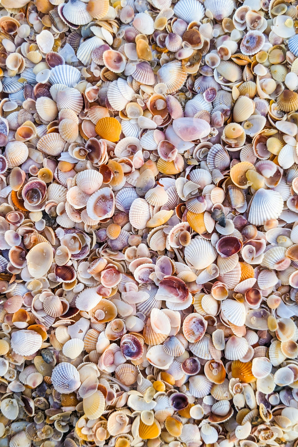 Librededroit-paysage-coquillage