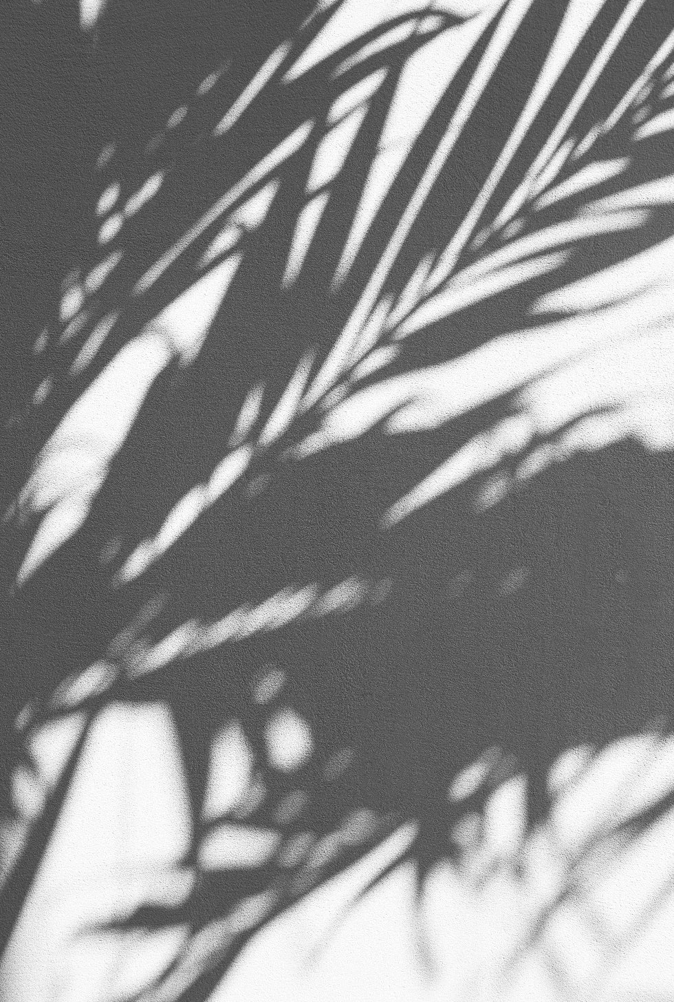 Librededroit-paysage-palmier